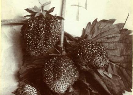 Strawberries grown in the historic apple orchard at Sinks Canyon Center